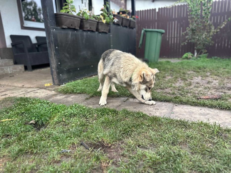 Adopție cățelușa tânără și mama ei