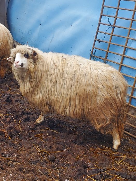 Vand oaie la a3 fatare