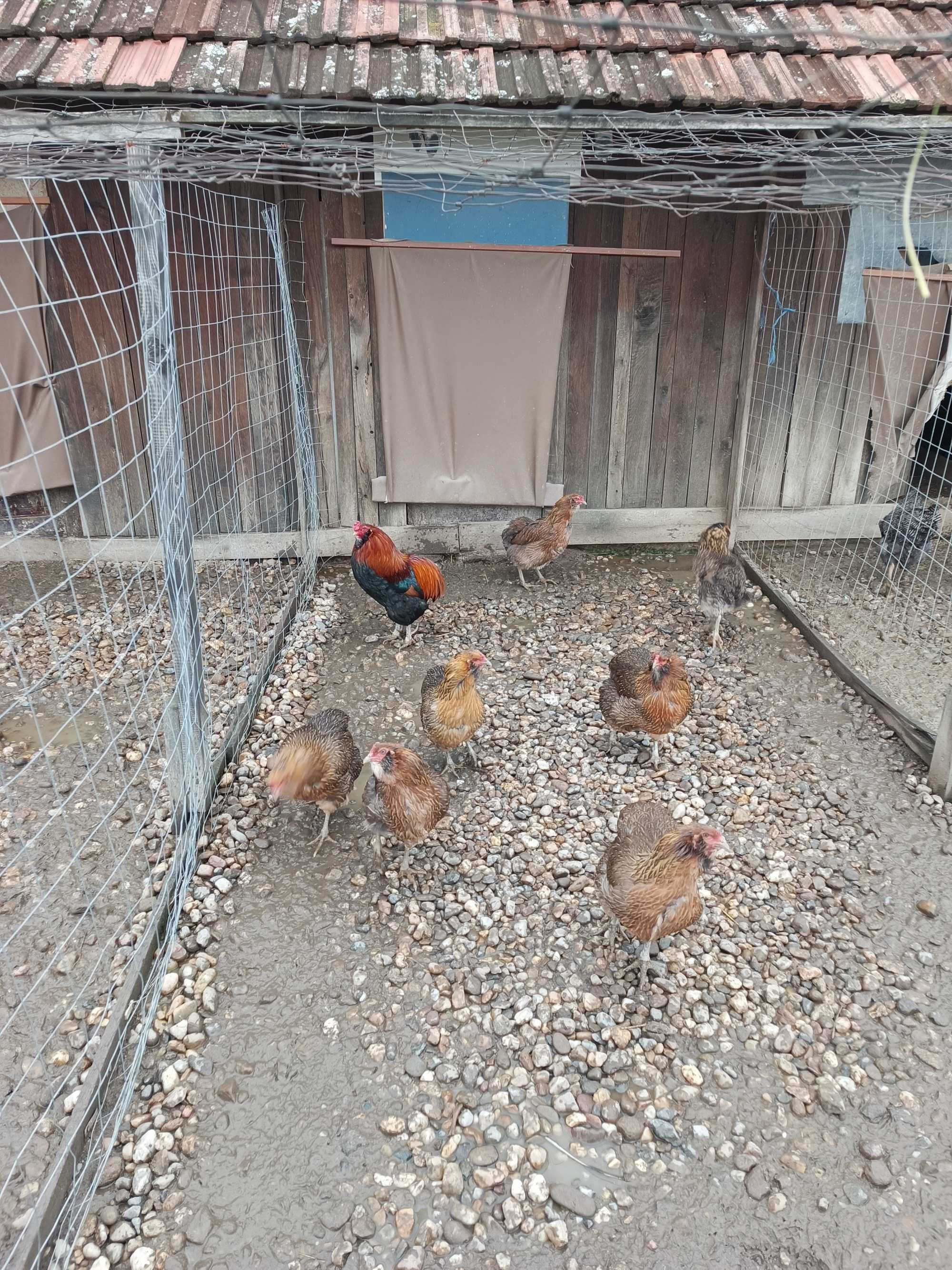 Vând oua araucana