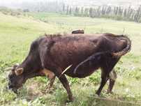 Joydori Qissir Sigir sotiladi