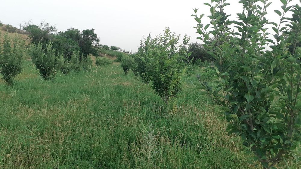 Samarqand viloyati Payariq tumani Nakurt MFYda uchastka sotìladi.