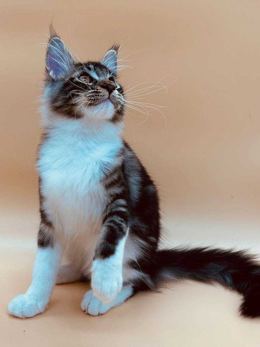 Pisica Femela Maine Coon cu pedigree (WCF AUTORIZATA) Livrare