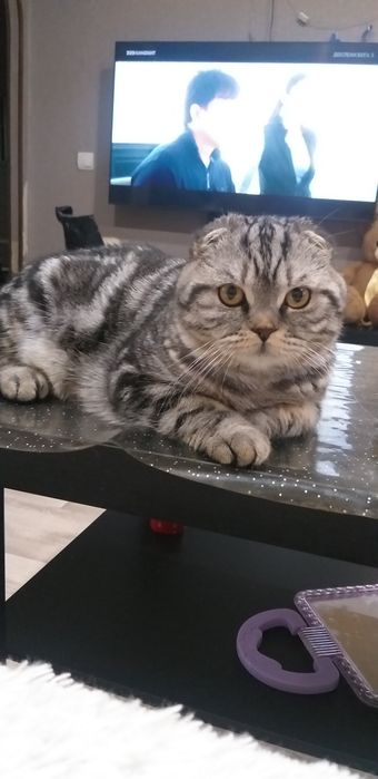 Шотландец мальчик ищет кошечку