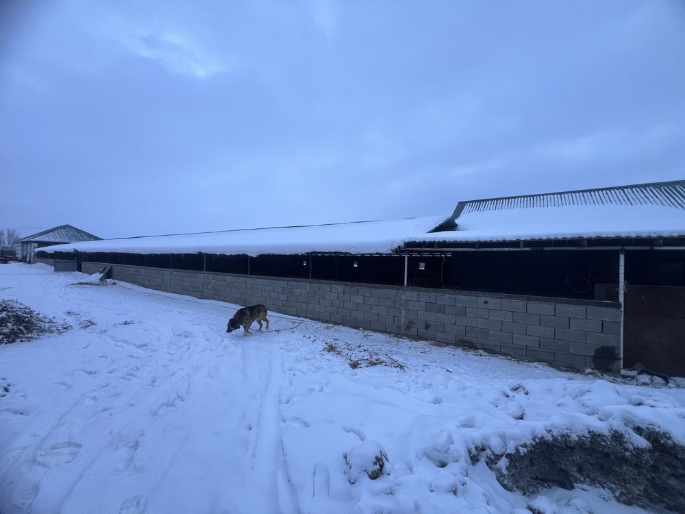 Продам откорм базу. Фазенда. Мал бордақылайтын шаруашылық сатылады