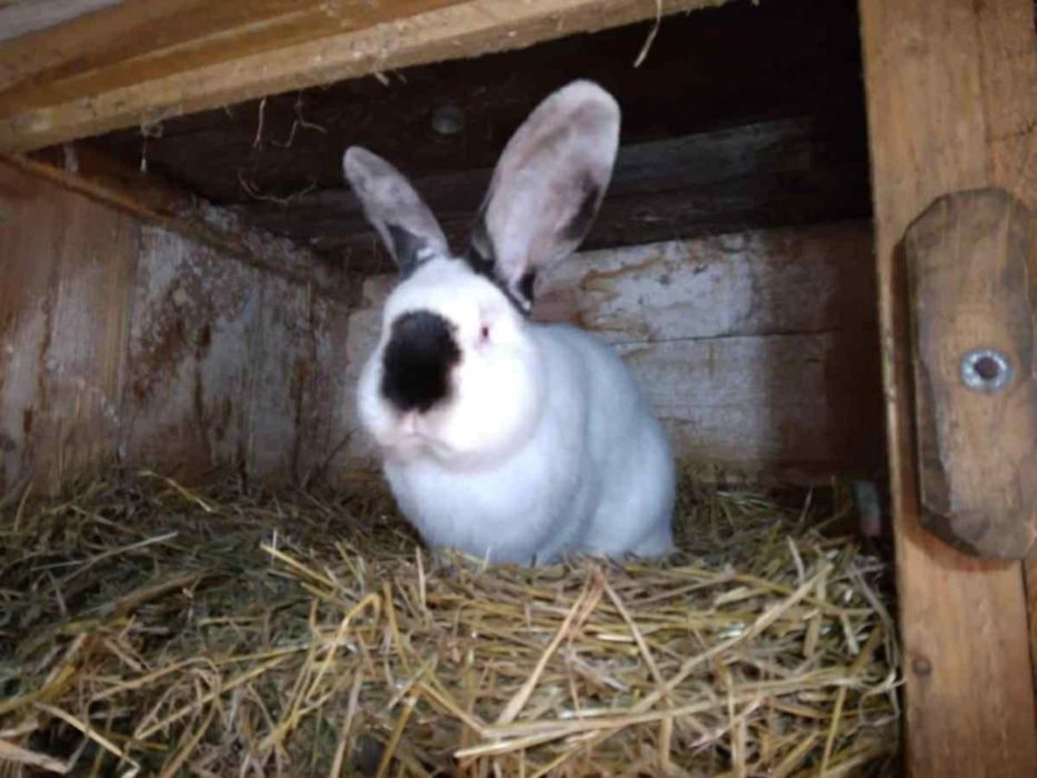 Iepuri uriasi de transilvania