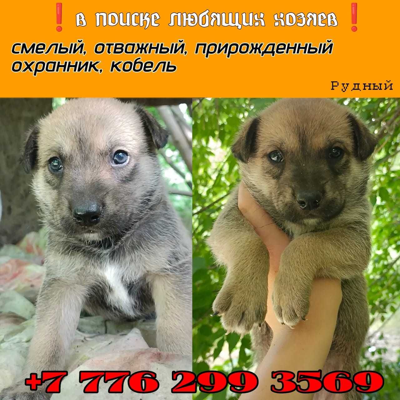 Ищем любящих хозяев