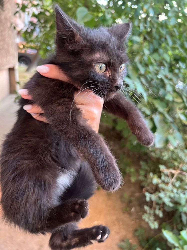 Котенок в добрые руки