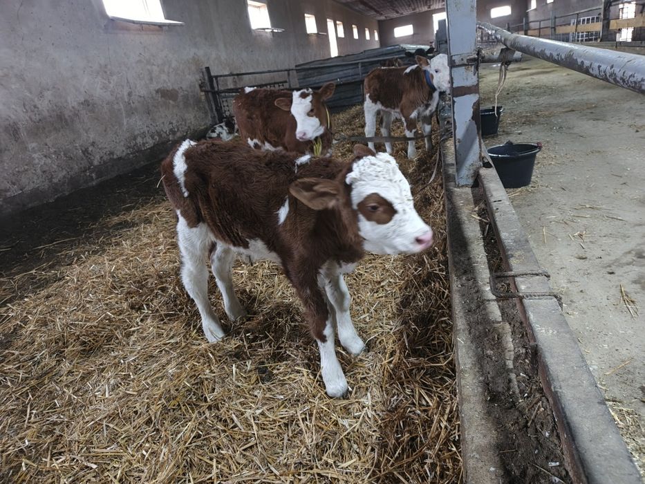 ангус гибрид сотилади