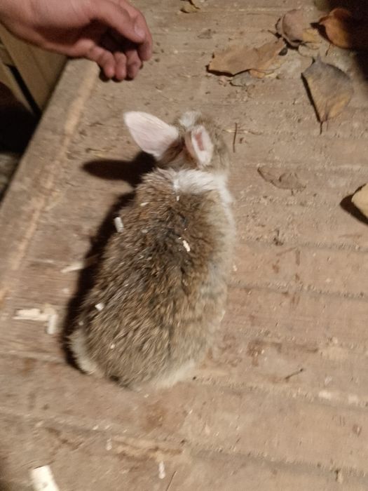 Quyon bolalari sotiladi