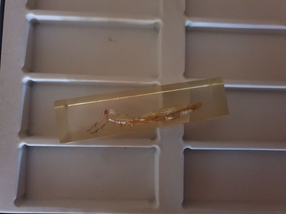 Insecte reale în rășină de colecție