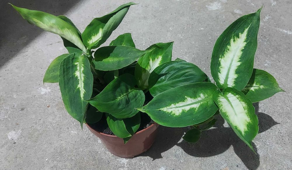 Plante de camera, pret 20 lei buc