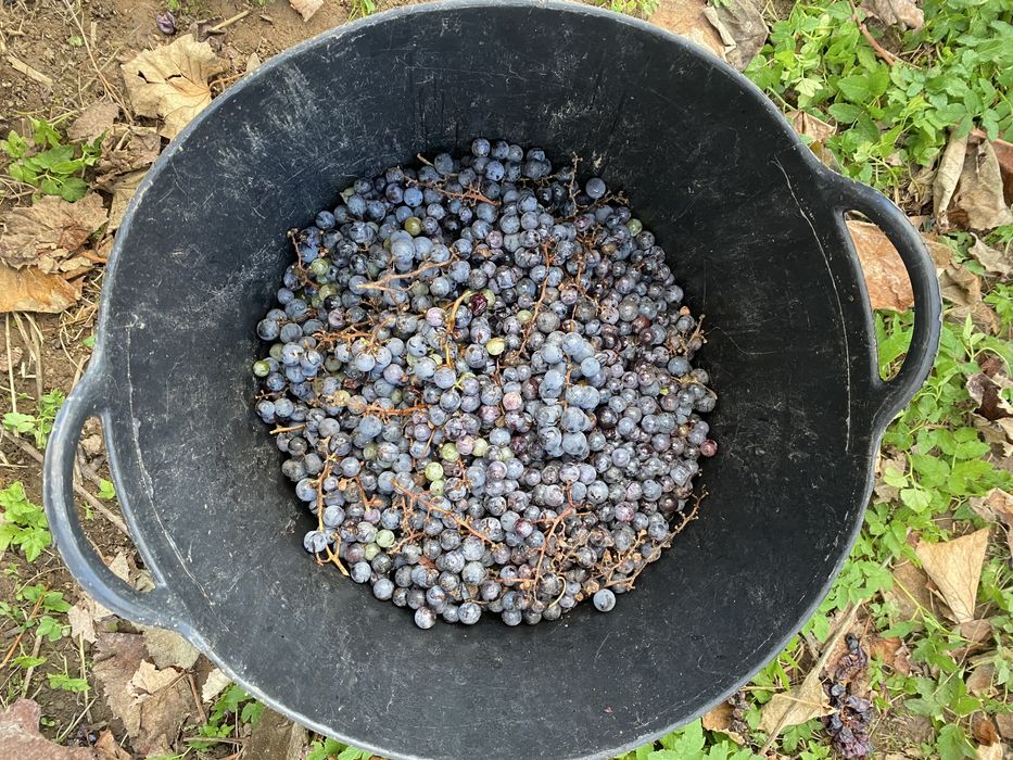 Vând strugurii – 3 lei/kg