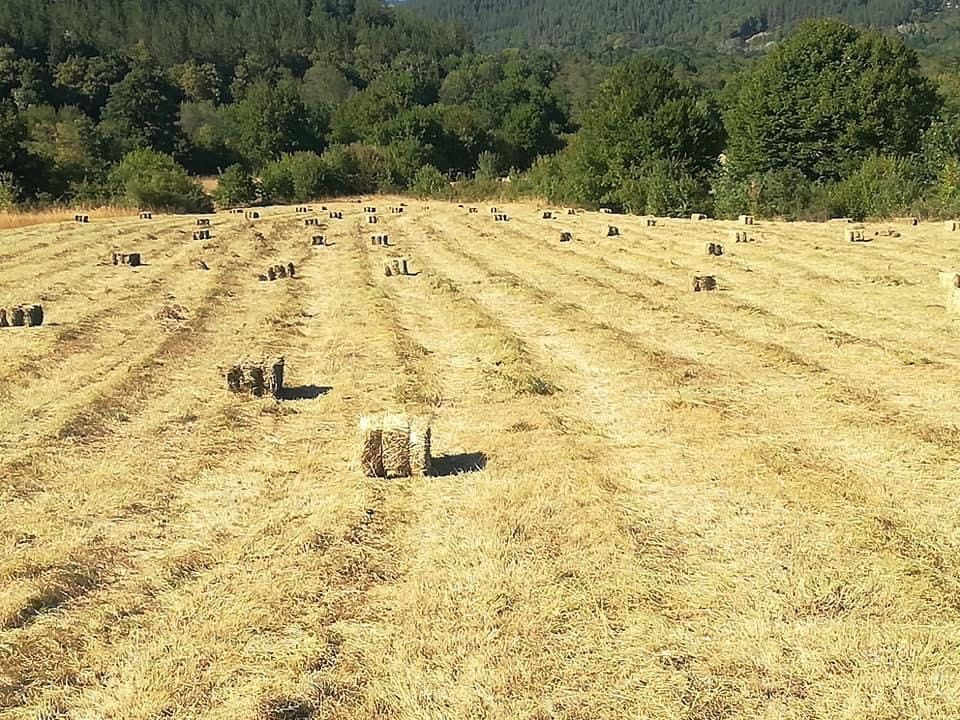 Продавам  Ролони бали.и  малки бали.сено