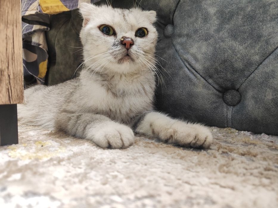 Продаю кошку шотландская порода