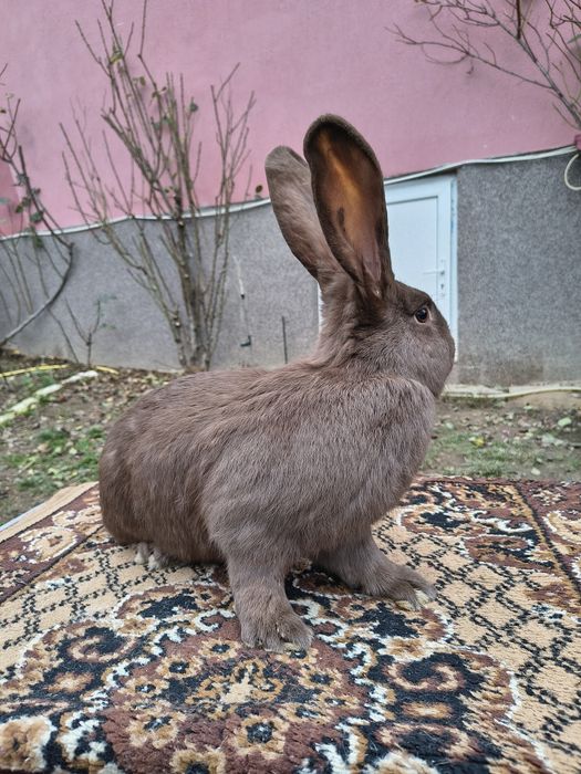 Mascul Pestriț German