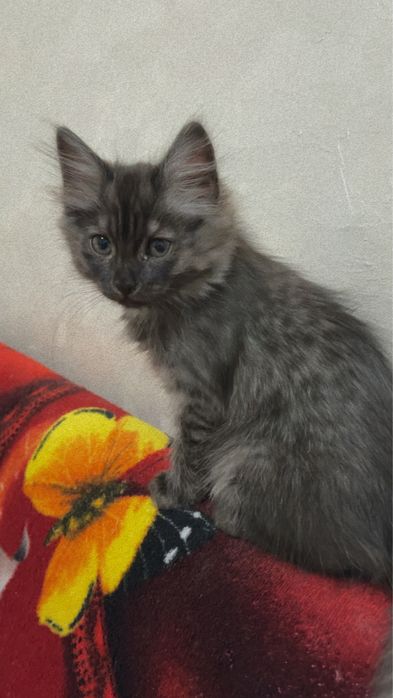 Отдам в надежные руки