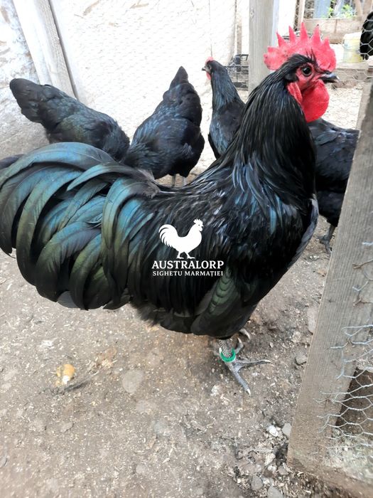 Australorp Negru pt incubat