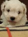Bichon Maltez Mini Toy