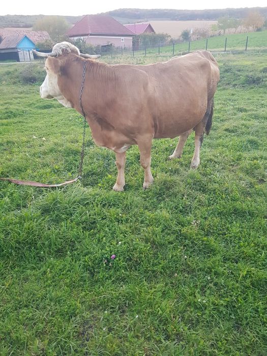 Vaca cu vițel tauras