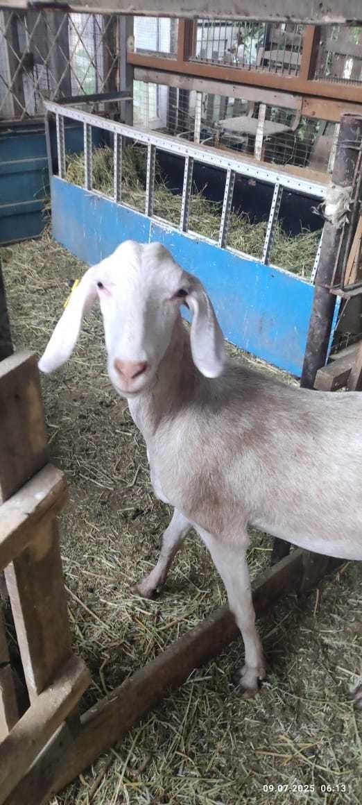 продам козы разные