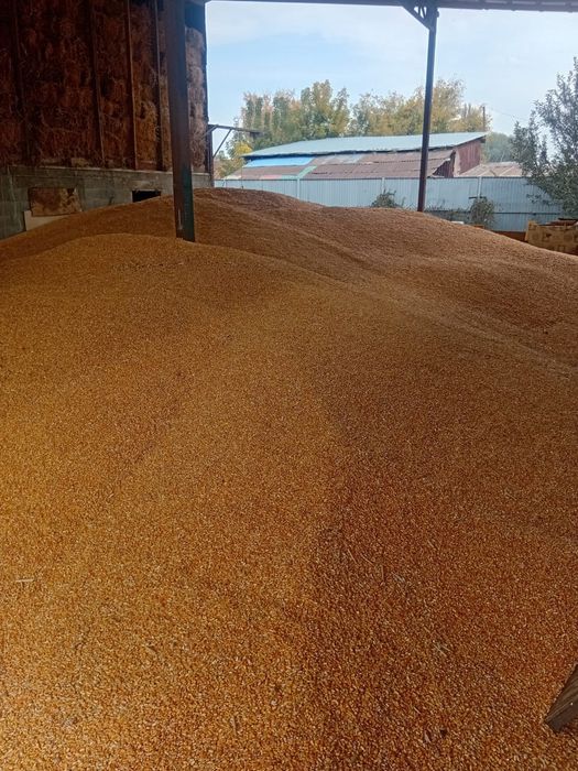 Продам кукурузу в зерне