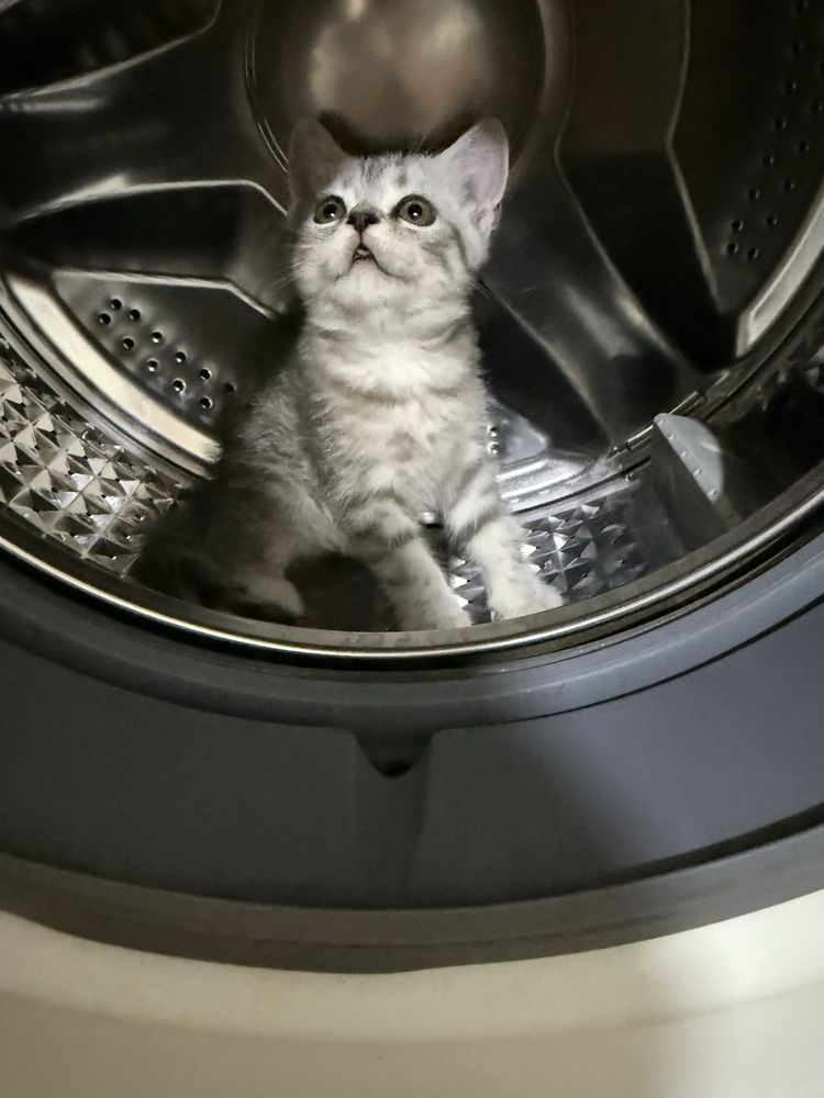 Котята скотиш страйт