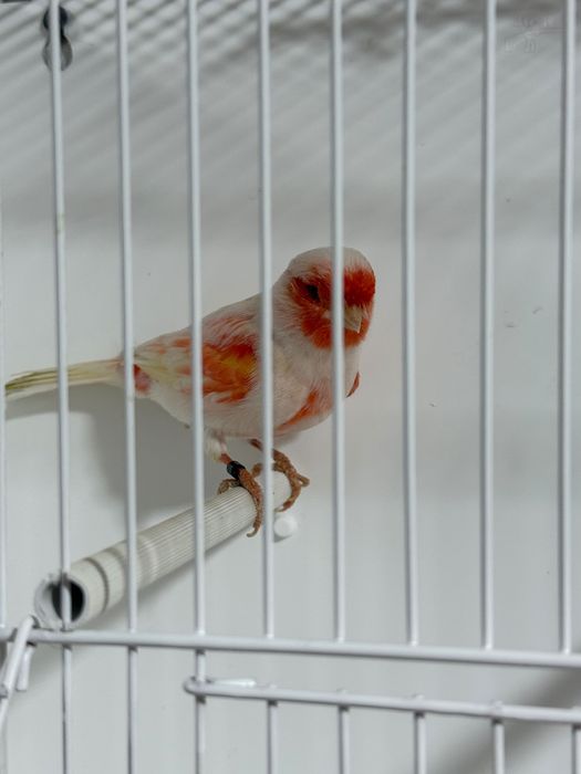 Canari roșii,albi,mozaic pe roșu de vanzare