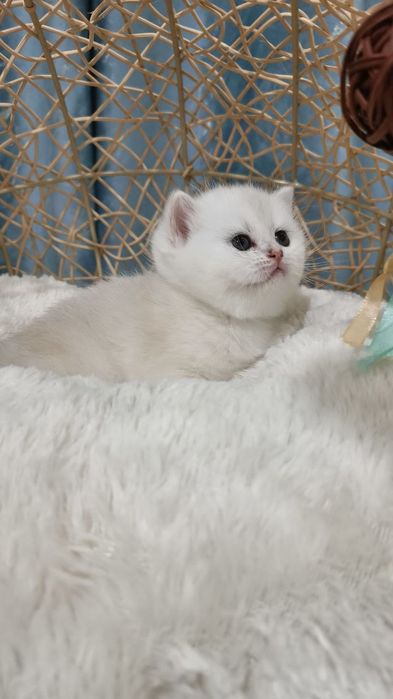 Открывается бронирование котят