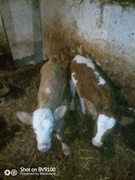 Vând vițel și vițea