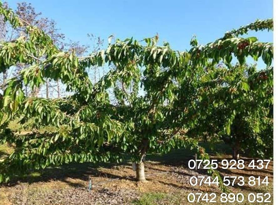 Nuc Chandler Paulownia Cires.Mar.Par.Prun.Aronia.Coacaz.Alun