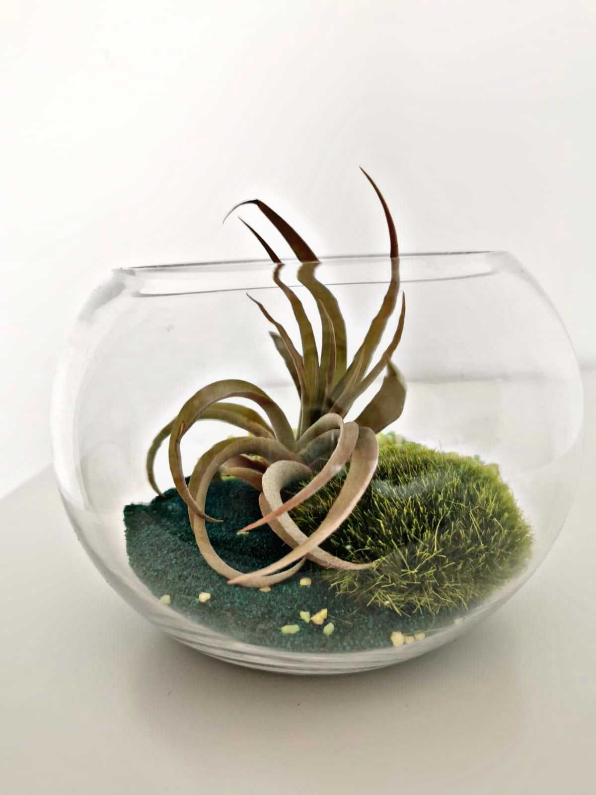 Terarium "padurea"