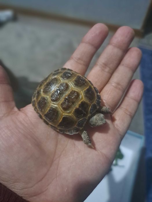 Toshbaqa bolasi черепаха маленкие