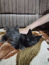 Два очаровательных котика в добрые руки