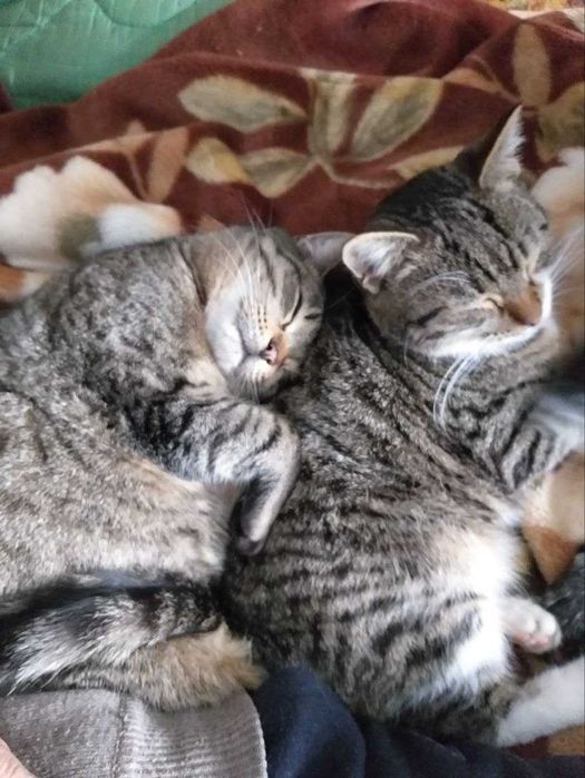 Пенсионеры пристраивают взрослых кошек