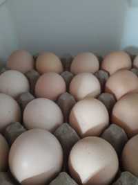 Продам домашнии куриные яйца