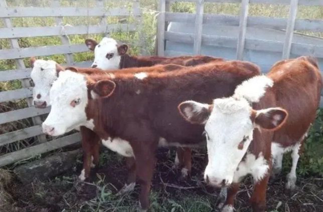 Продам телят коров бычков бузау голштын