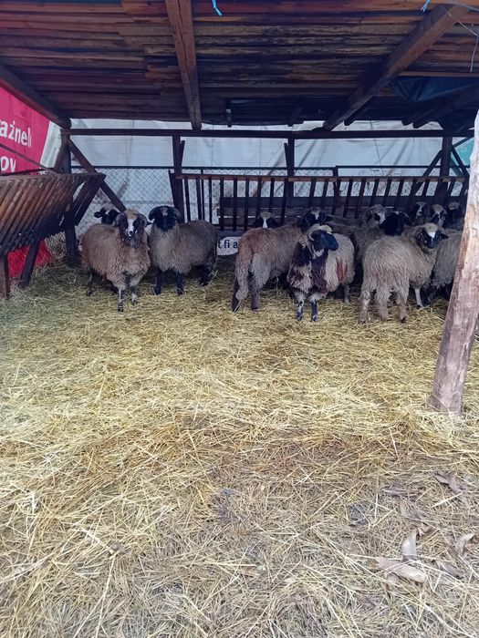 Berbecuti din oi bune de lapte