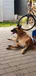 Donez Belgian Malinois