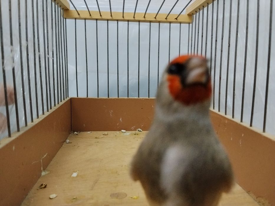 Norchi savala sotiladi