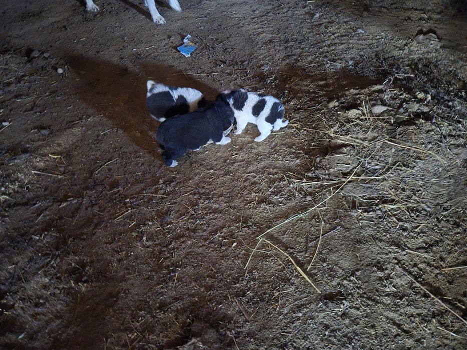 Прадавам магаре и малки кученца