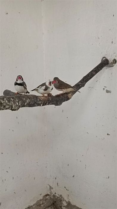 Амадины зебровые, разные расцветки