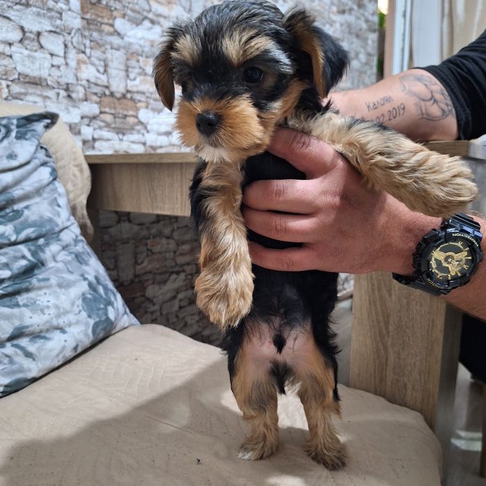 Йоркширски териер-стандартен размер