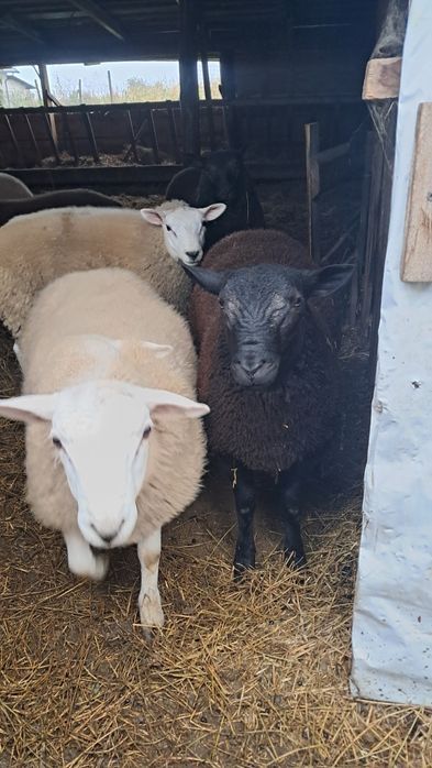 Vand berbecuți texel