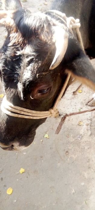 Ona bola sigir sogʻlom