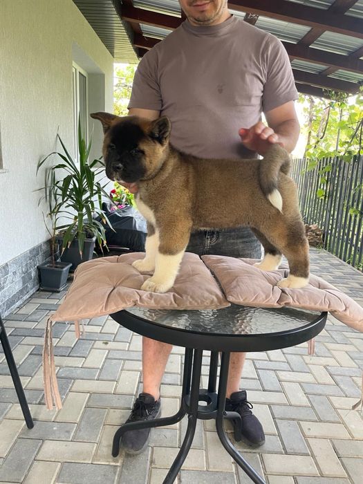 Akita American/Pedigree