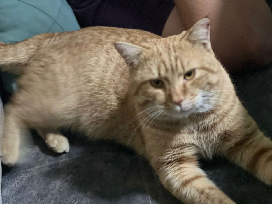 Отдам в хорошие и добрые руки