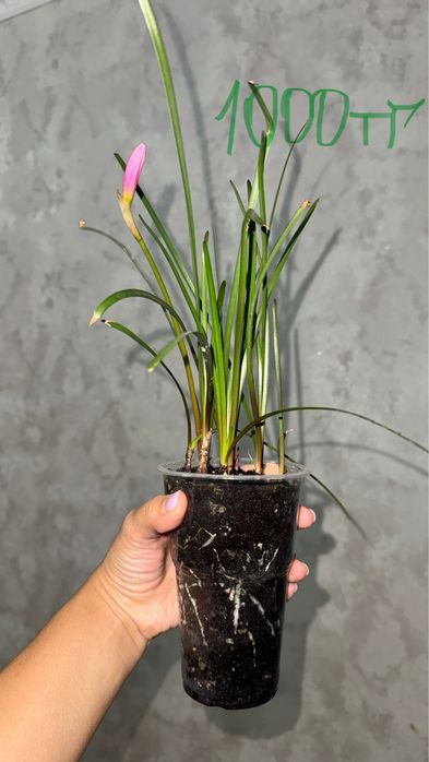 Растение Зефирантес