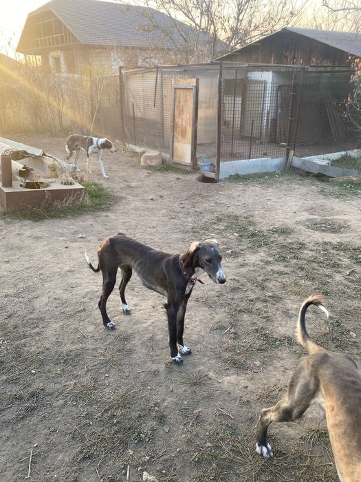 Тазы иттер сатылады