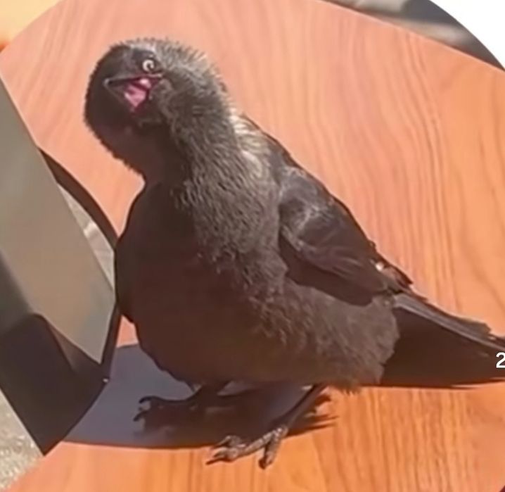 Голубь в хорошем состоянии