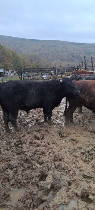 Продадени са животните